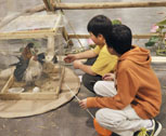 two young boys looking at roosters in a pen